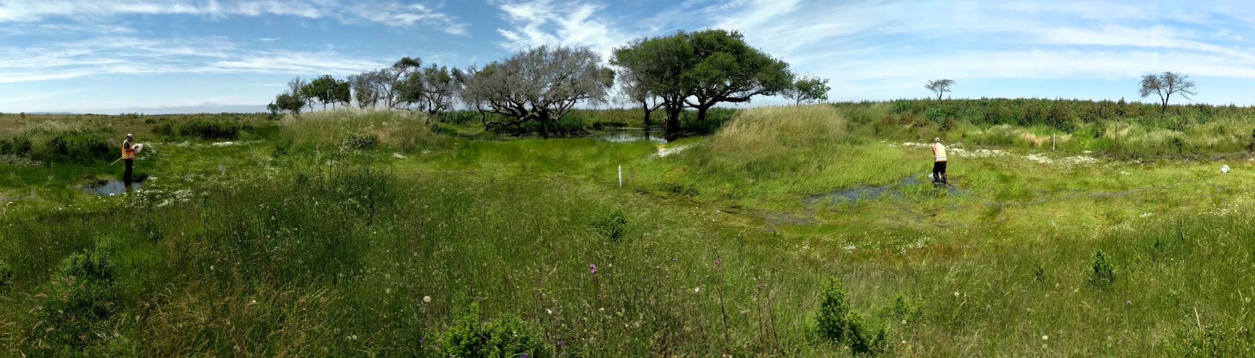 Habitat Restoration